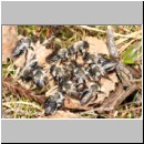 Andrena vaga - Weiden-Sandbiene 37.jpg